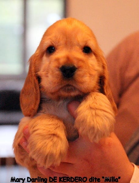 de kerdero - Cocker Spaniel Anglais - Portée née le 17/12/2016