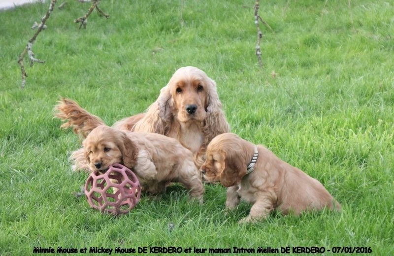 de kerdero - Cocker Spaniel Anglais - Portée née le 18/11/2016