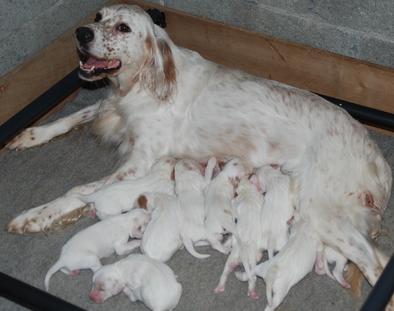 Chiot Setter Anglais de kerdero