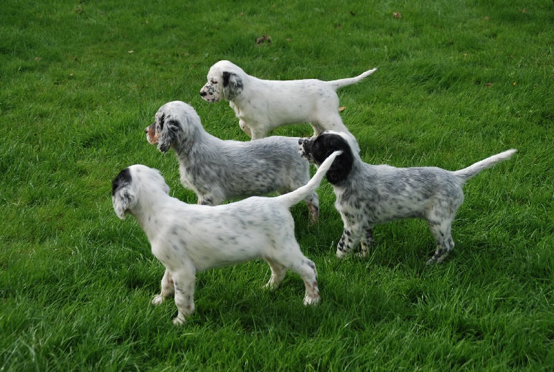 Chiot Setter Anglais de kerdero