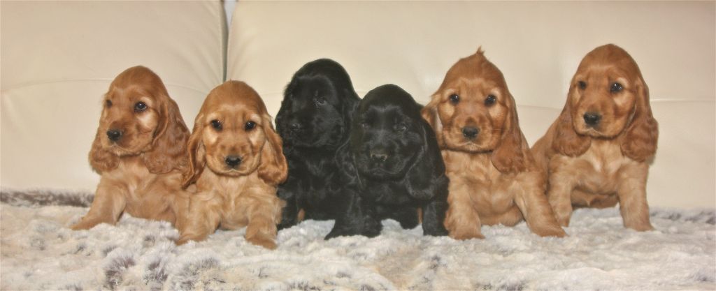 Chiot Cocker Spaniel Anglais de kerdero