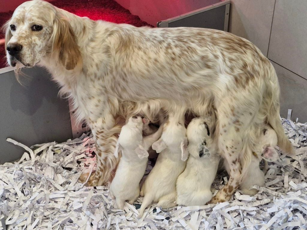 Chiot Setter Anglais de kerdero