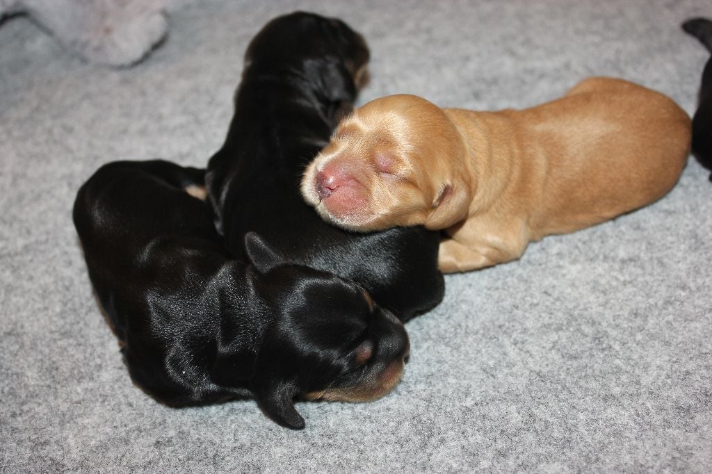 de kerdero - Cocker Spaniel Anglais - Portée née le 30/06/2017