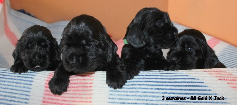 de kerdero - Cocker Spaniel Anglais - Portée née le 13/05/2016