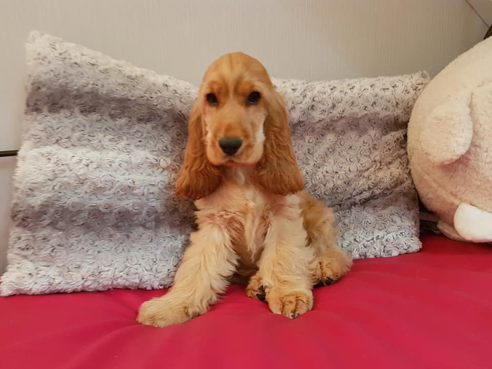 Chiot Cocker Spaniel Anglais de kerdero