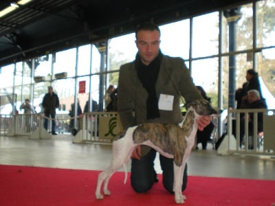 de l'orlyne de Standerling - Paris dog show 2009