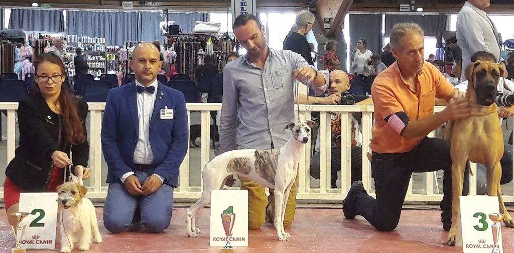 de l'orlyne de Standerling - National dog show Avignon 2019