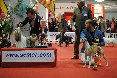 de l'orlyne de Standerling - international dog show Marseille 2012 ( spéciale whippet)