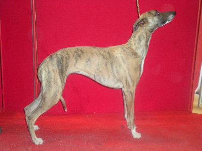 de l'orlyne de Standerling - Speciale whippet Martigues 2008