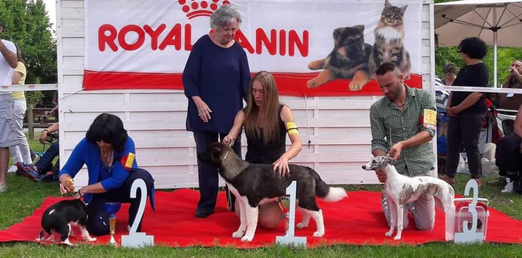 de l'orlyne de Standerling - National dog show Balma 2019 