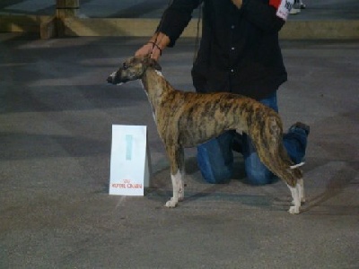 de l'orlyne de Standerling - International show Avignon 2009