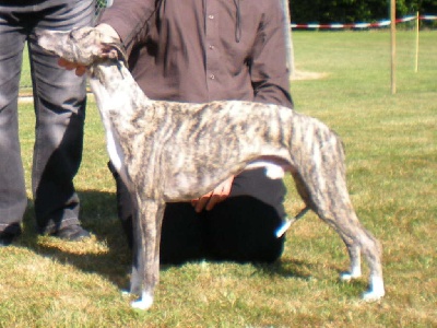 de l'orlyne de Standerling - swiss sighthound 2009 