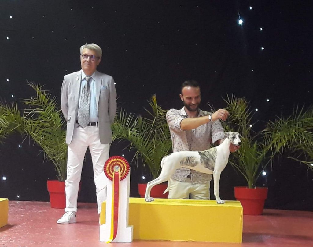 de l'orlyne de Standerling - International dog show Beziers 2019 ( spéciale whippet)