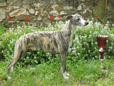 de l'orlyne de Standerling - International dog show  Toulouse  2010