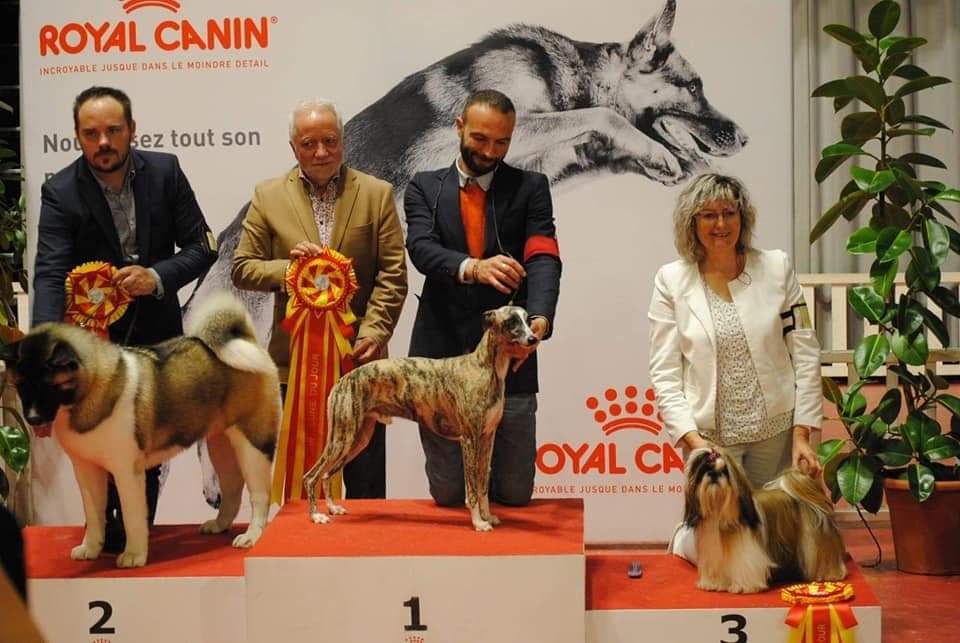 de l'orlyne de Standerling - International dog show Martigues 2019 