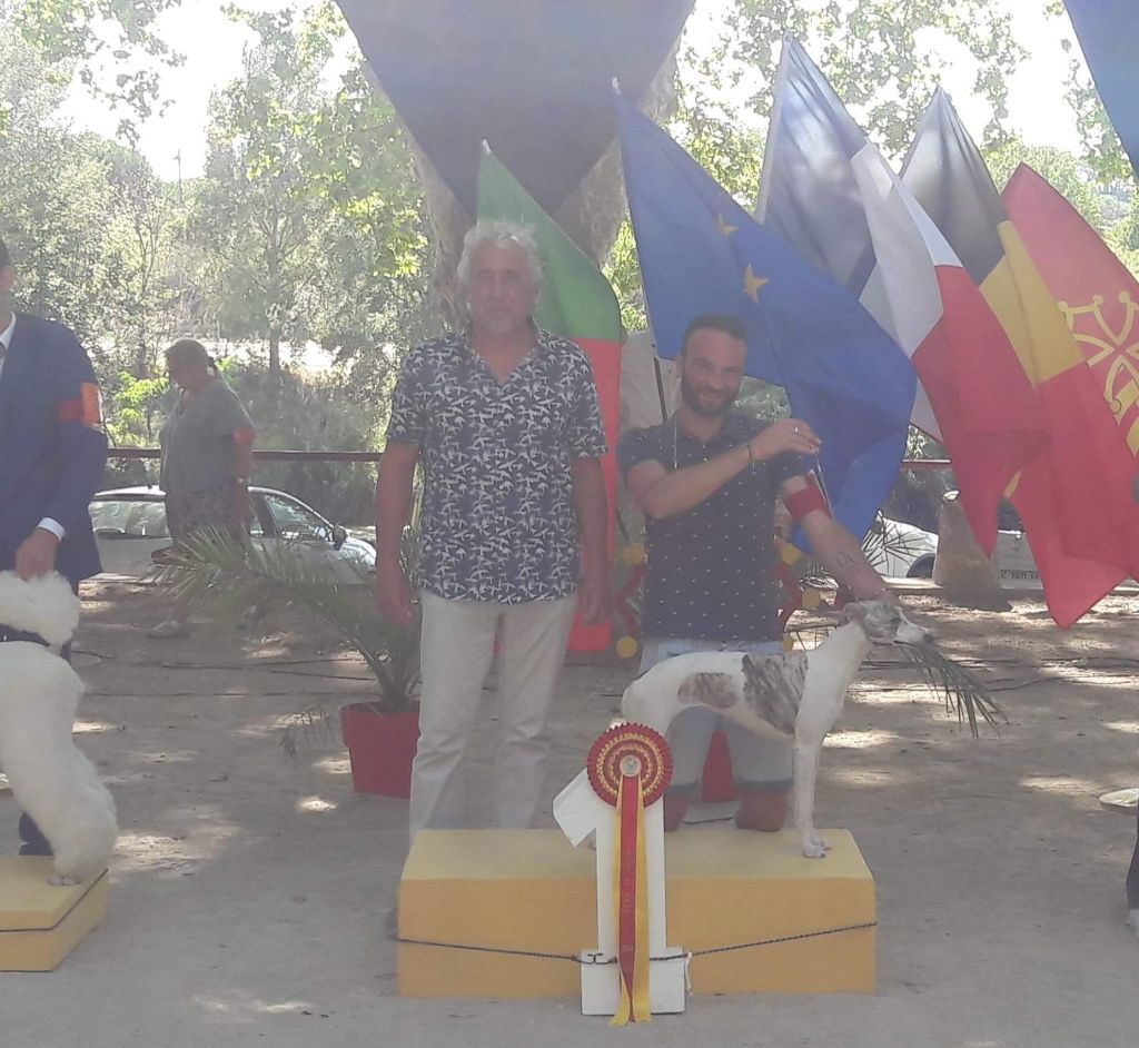 de l'orlyne de Standerling - National dog show Sommieres 2019