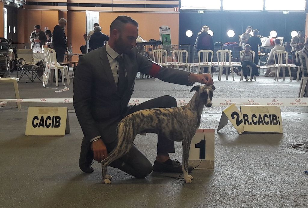 de l'orlyne de Standerling - International dog show Lyon 2019 