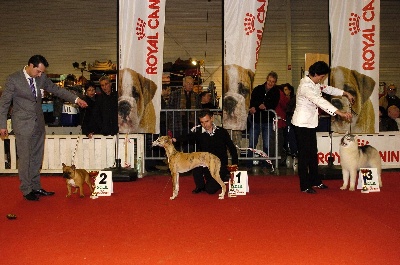 de l'orlyne de Standerling - International dog show  Béziers 2012