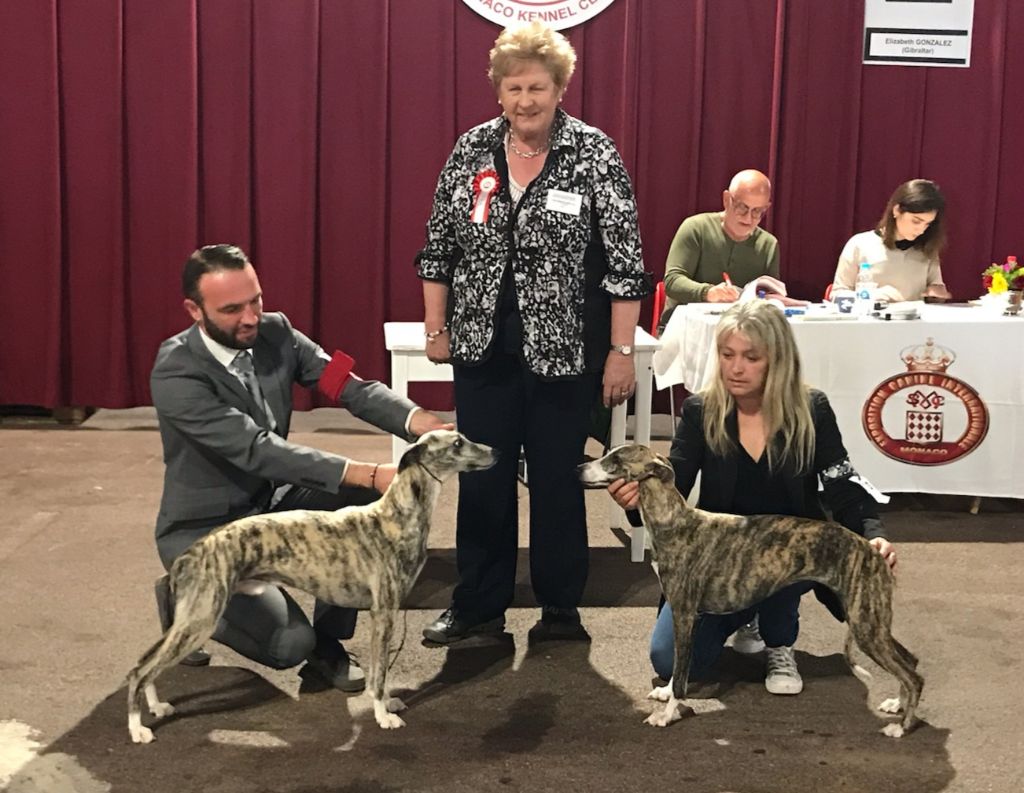 de l'orlyne de Standerling - International dog show Monaco 2019 