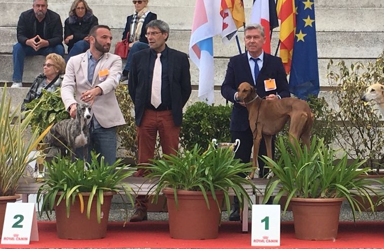 de l'orlyne de Standerling - National dog show Vallauris 