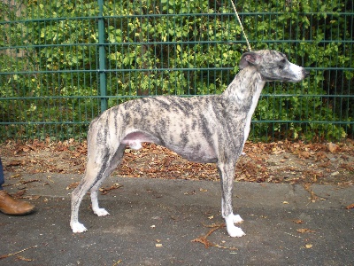 de l'orlyne de Standerling - Orléans spéciale whippet