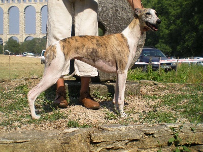 de l'orlyne de Standerling - Exposition Ventabren 