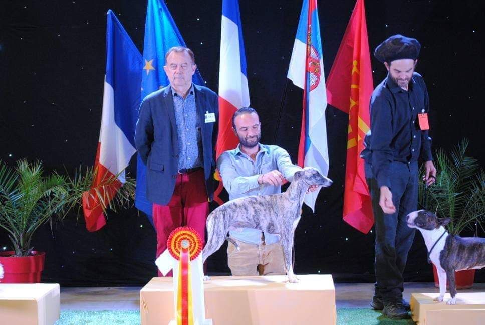 de l'orlyne de Standerling - National Dog show Beziers 2019 