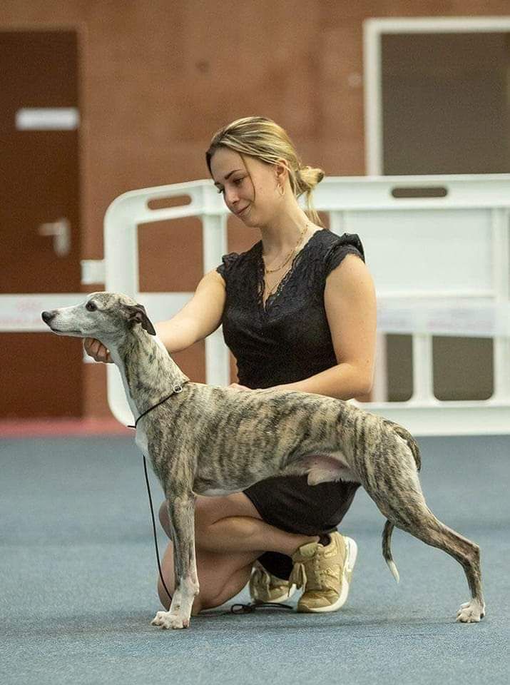 de l'orlyne de Standerling - International dog show Lyon 2022 