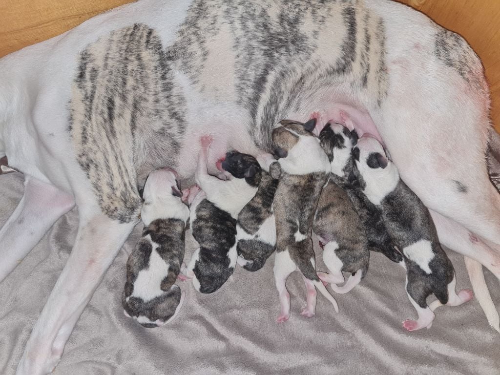 Chiot Whippet de l'orlyne de Standerling