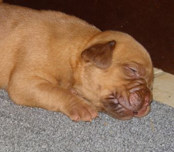 du domaine des chênes pourpres - Chiots à réserver