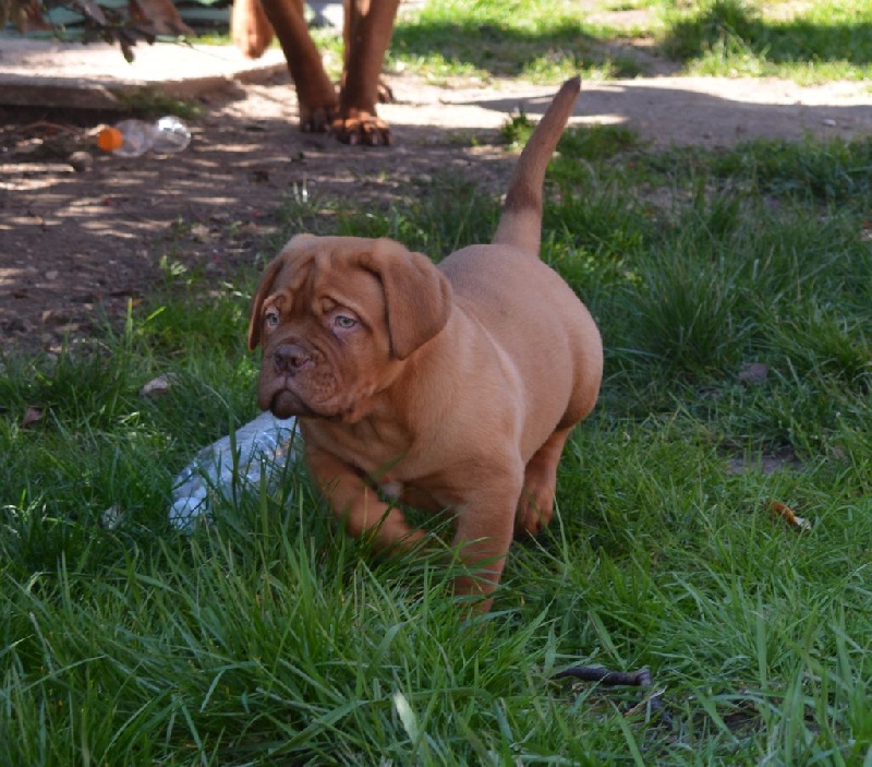 du domaine des chênes pourpres - Chiots disponibles - Dogue de Bordeaux