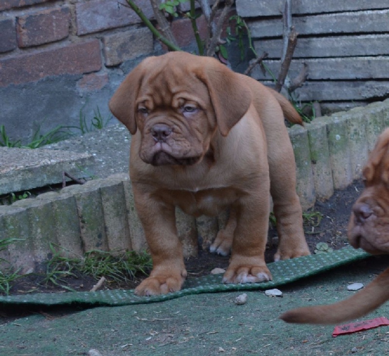 du domaine des chênes pourpres - Chiots disponibles - Dogue de Bordeaux