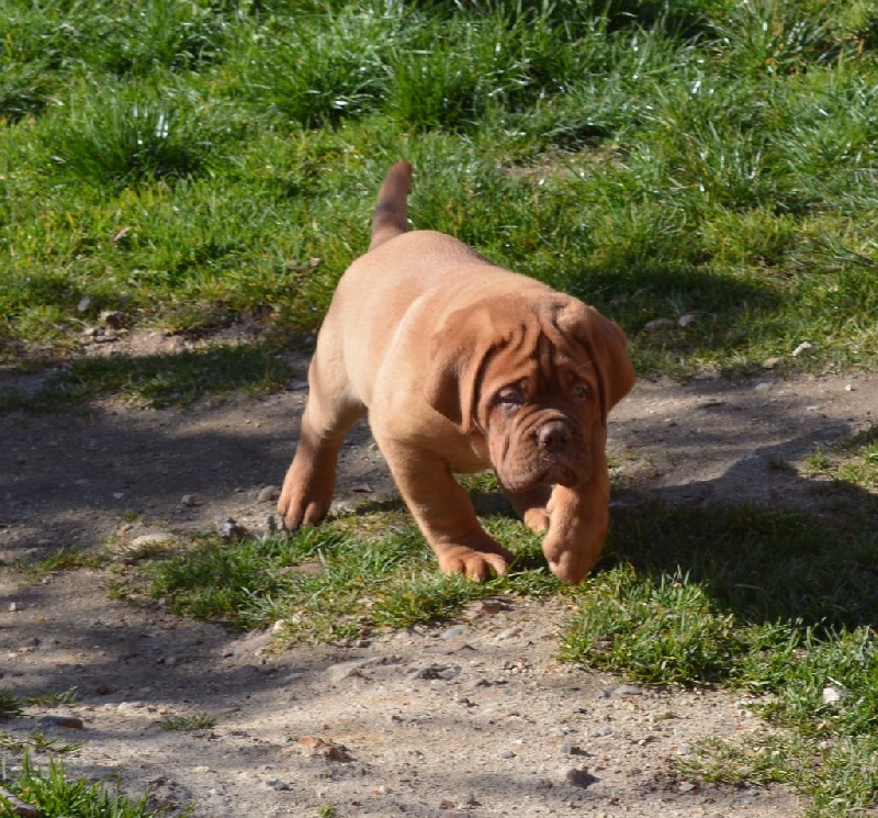 du domaine des chênes pourpres - Chiots disponibles - Dogue de Bordeaux