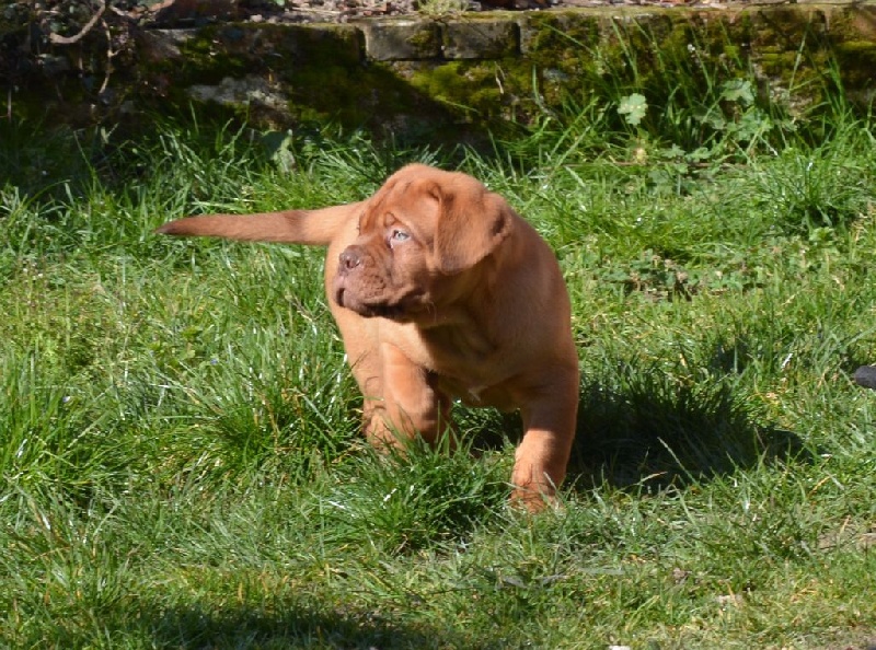 du domaine des chênes pourpres - Chiots disponibles - Dogue de Bordeaux