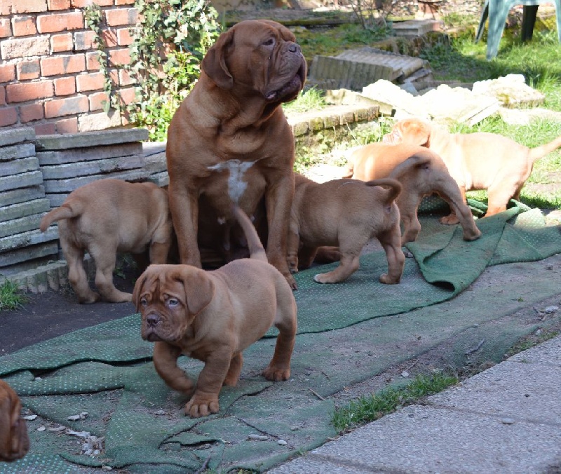 du domaine des chênes pourpres - Chiots disponibles - Dogue de Bordeaux