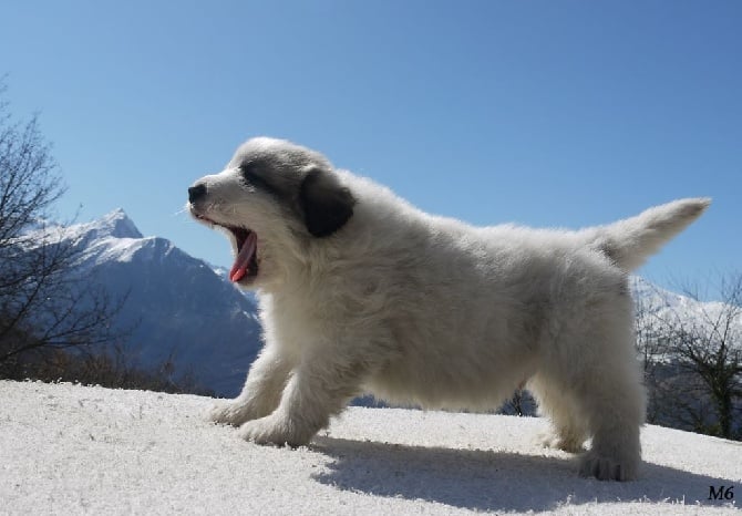 Du pic de viscos - chiots pyrénéens authentiques