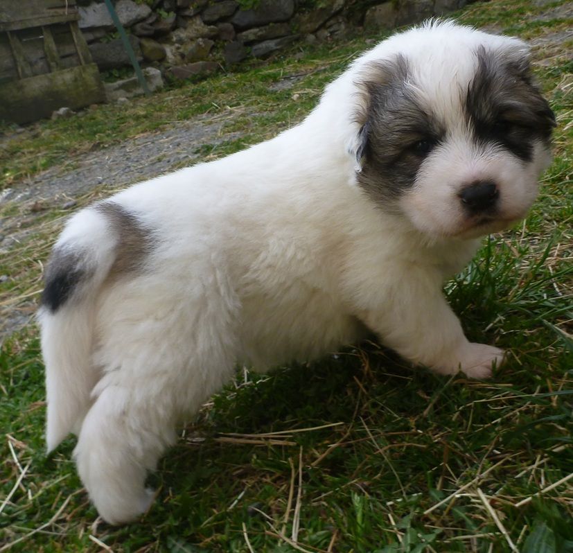 Du pic de viscos - Chiots disponibles - Chien de Montagne des Pyrenees