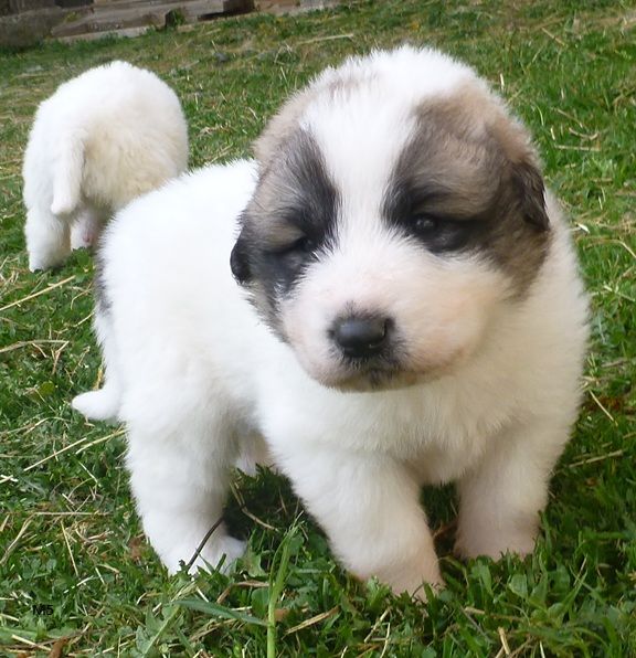 Du pic de viscos - Chiots disponibles - Chien de Montagne des Pyrenees