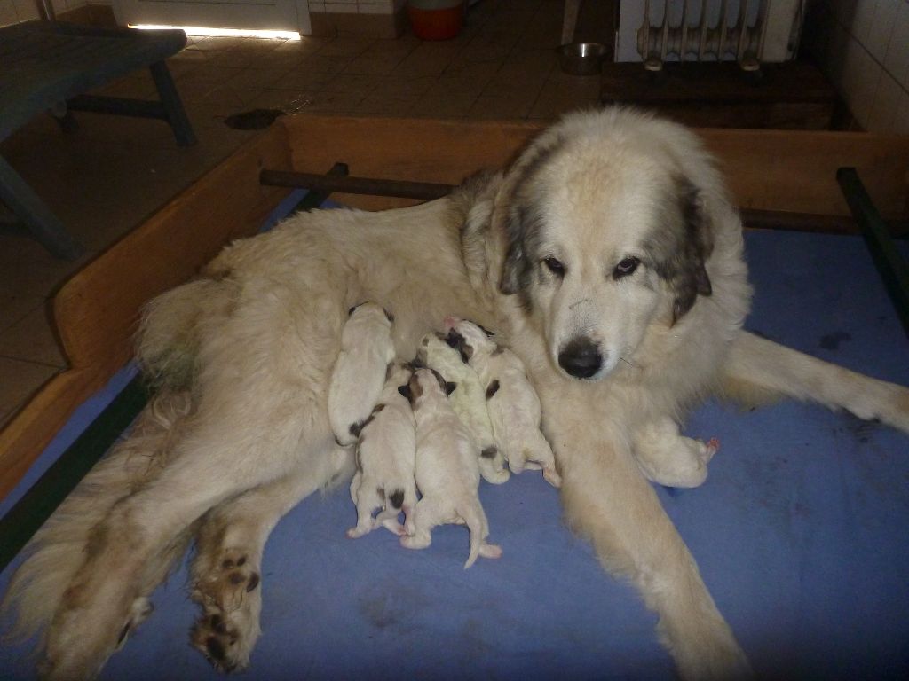 Chiot Chien de Montagne des Pyrenees Du pic de viscos