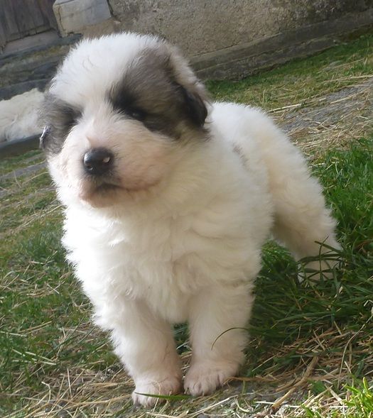 Du pic de viscos - Chiots disponibles - Chien de Montagne des Pyrenees