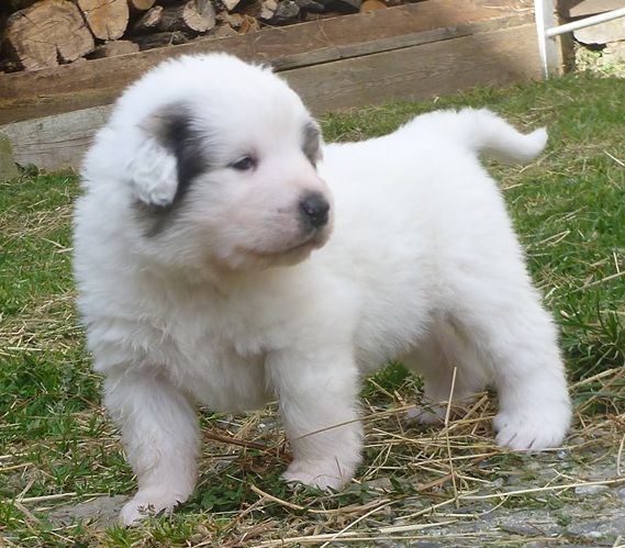 Du pic de viscos - Chiots disponibles - Chien de Montagne des Pyrenees