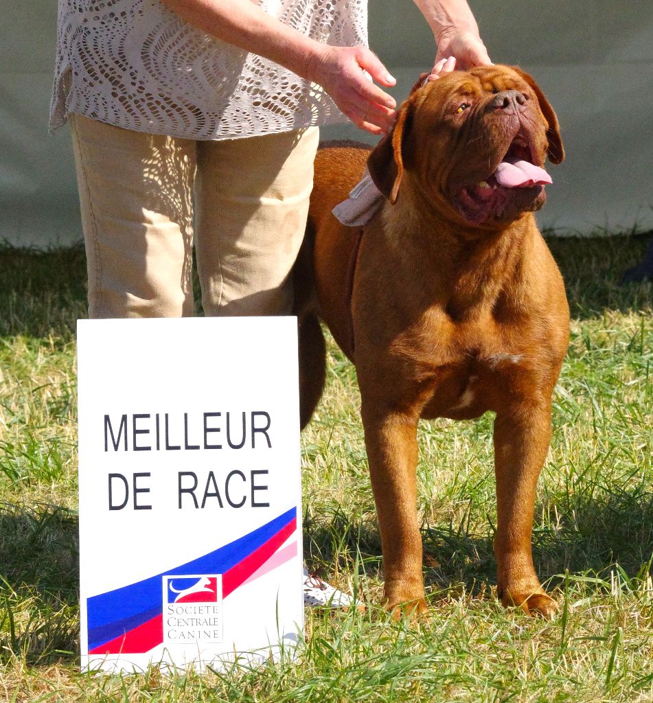 du domaine des Rouvres - SOLE MIO élue 1ère EXCELLENTE CACS-CACIB MEILLEUR DE RACE à DOLE