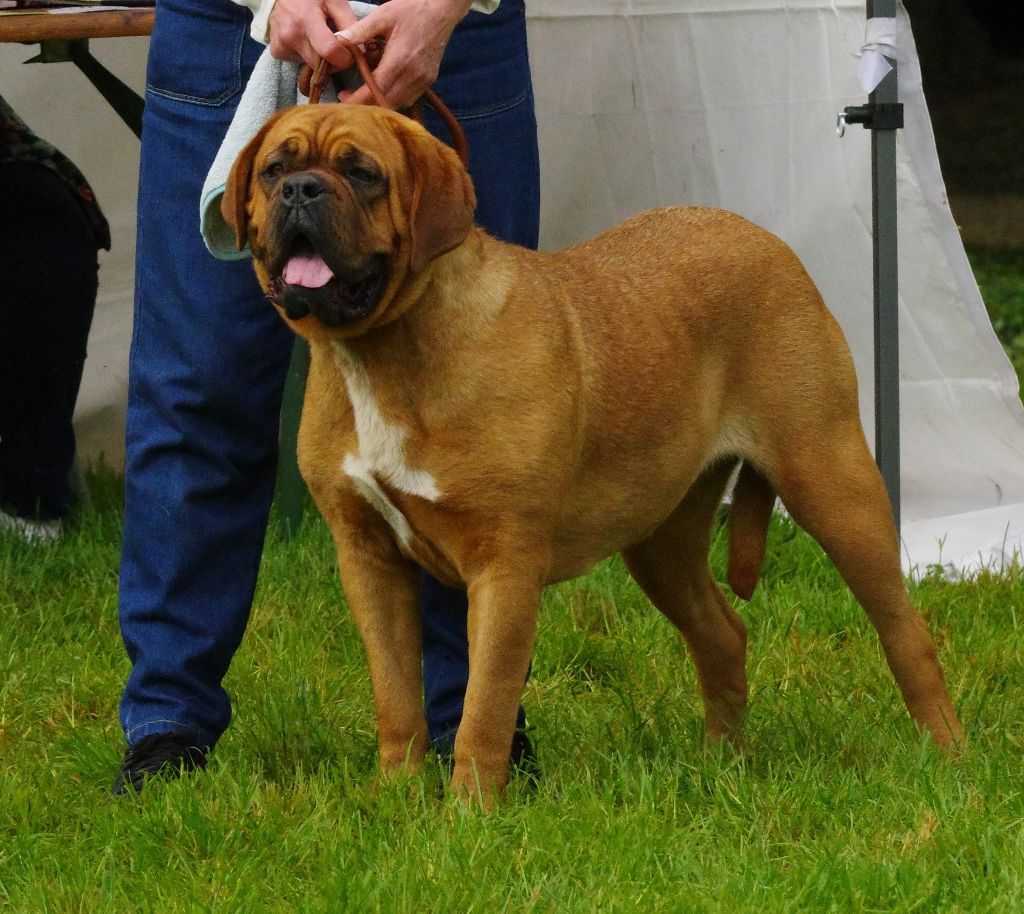 SERAPHINE 1ère EXCELLENTE CAC MEILLEUR DE RACE à SENNECEY-LE-GRAND