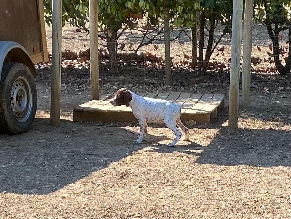 de Saint Montange - Chiots disponibles - Braque français, type Pyrenees (petite taille)