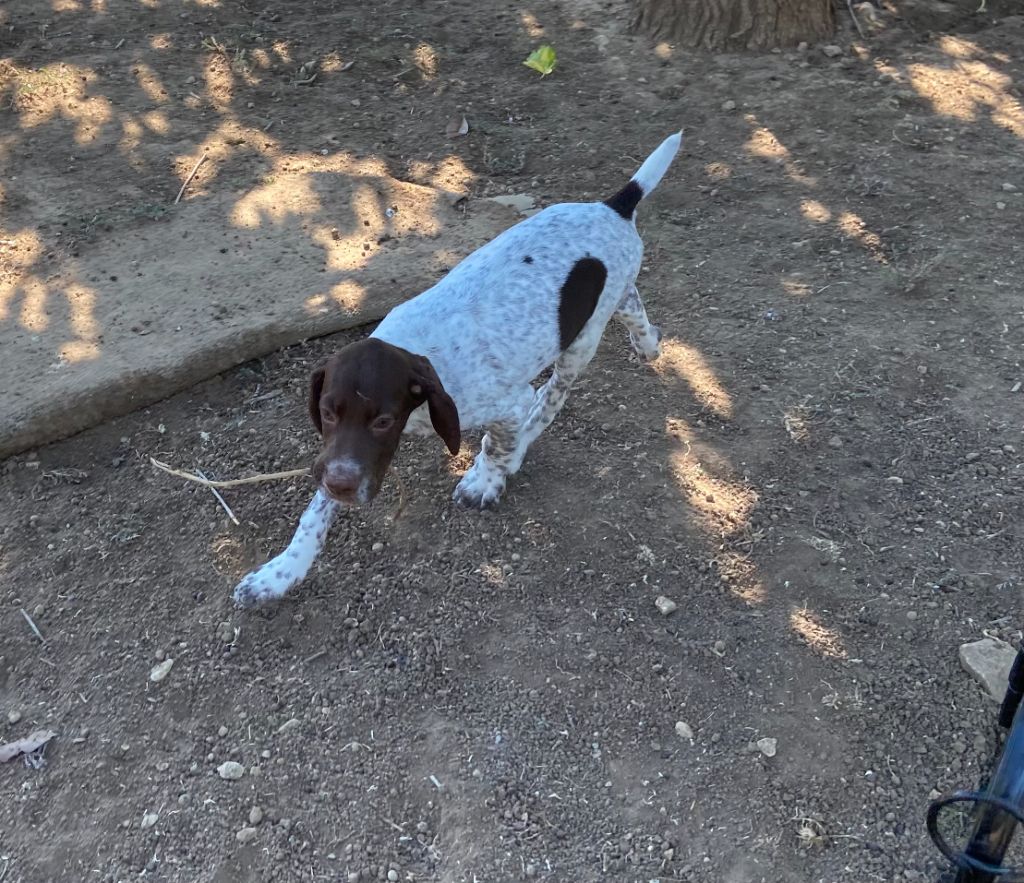 de Saint Montange - Chiots disponibles - Braque français, type Pyrenees (petite taille)