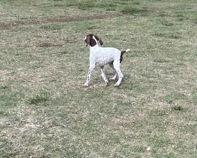 de Saint Montange - Chiots disponibles - Braque français, type Pyrenees (petite taille)