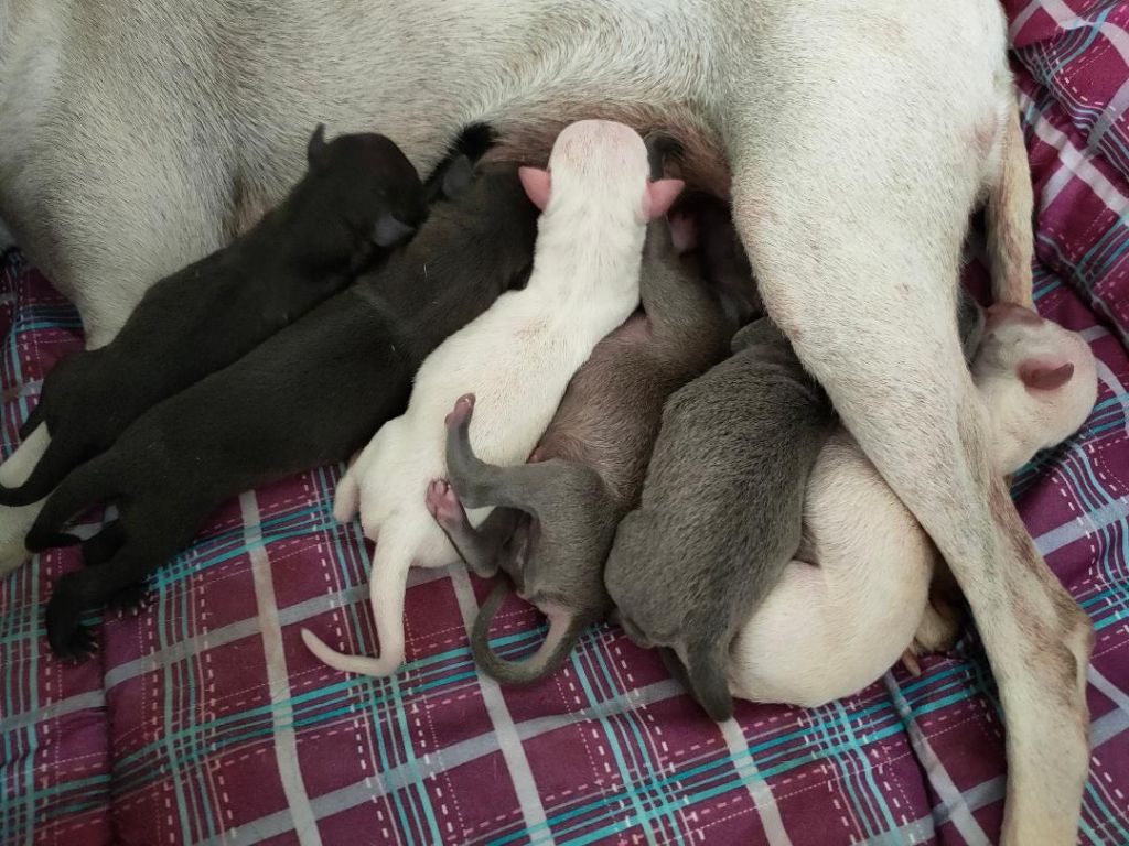 des tendres calins - Les bébés de LITTLE WHITE STAR OF LOVE "Lily" 