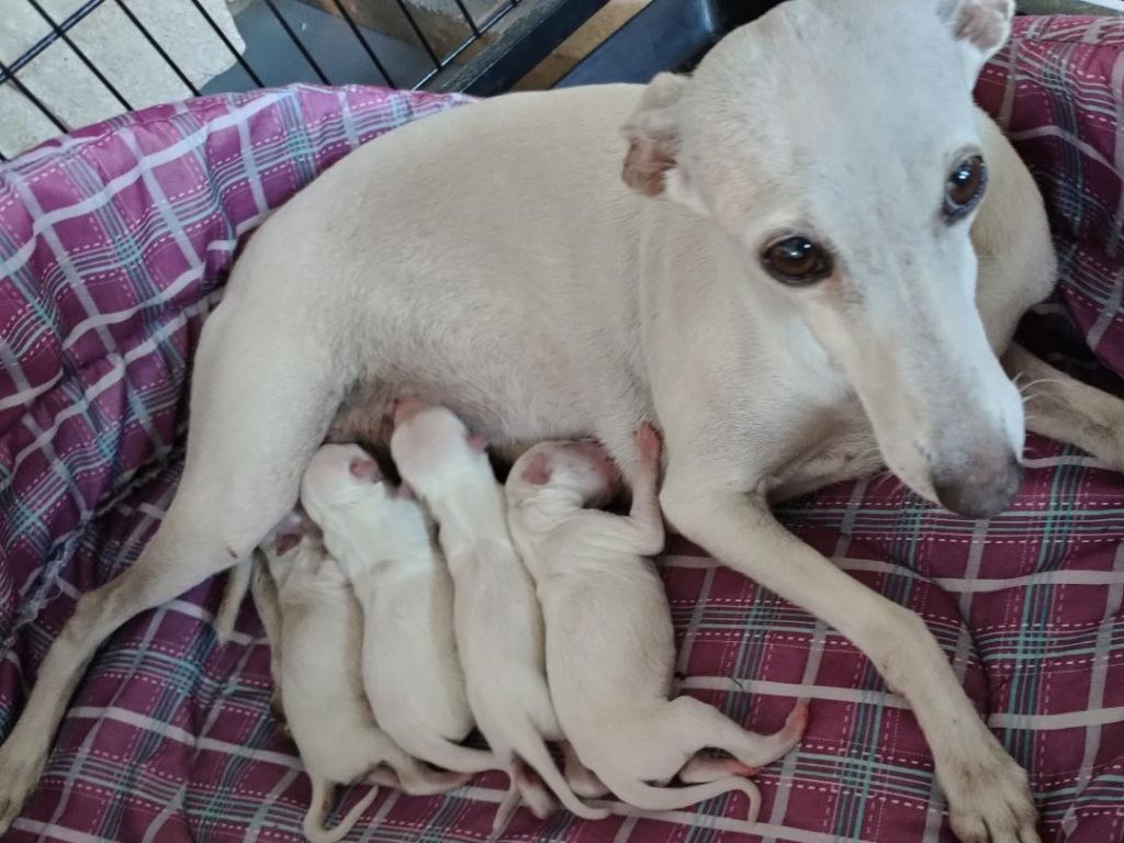 des tendres calins - Bébés de Little White Star of Love "Lily"