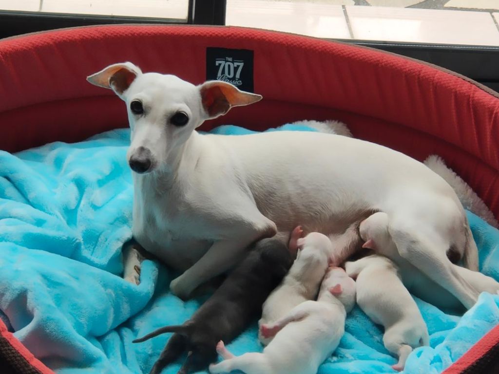 des tendres calins - les bébés de Naîade Rose sont nés