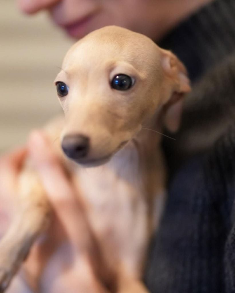 ASTALAVISTA notre bébé allemand